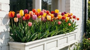 Tulip Window Box