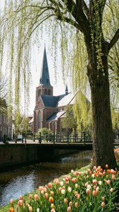 Tulips and Church