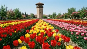 Tulips and Tower