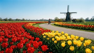 Tulips and Windmill