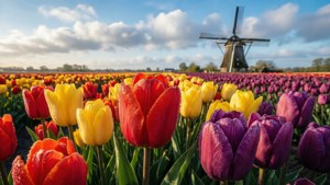 Tulips and Windmill