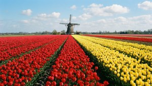 Tulips and Windmill