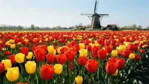 Tulips and Windmill
