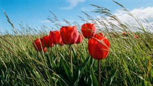 Tulips in the Grass