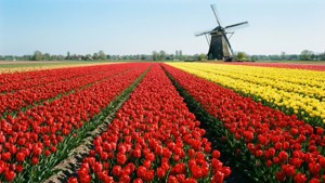 Tulips Near Hengelo