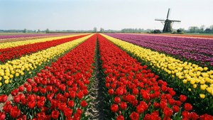 Tulips Near Sittard