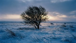 Tundra Twilight
