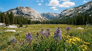 Tuolumne Meadows Wildflowers