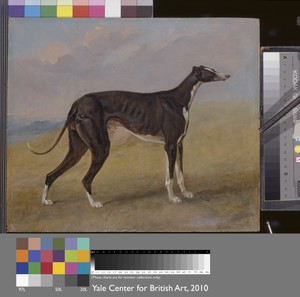 Turk, a greyhound, the property of George Lane Fox
