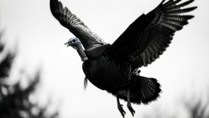Turkey in Flight Silhouette