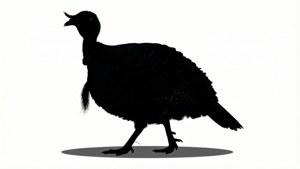 Turkey Walking Silhouette
