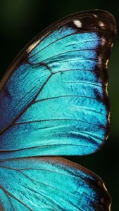 Turquoise Butterfly Wing