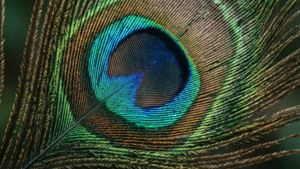 Turquoise Peacock Feather