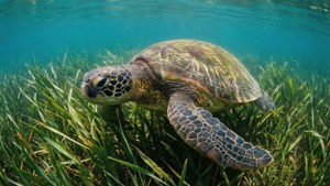 Turtle Over Seagrass