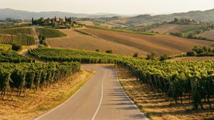 Tuscan Vineyard Road