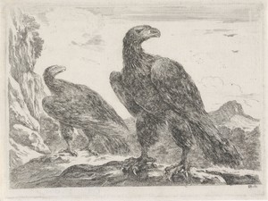 Twee adelaars met koppen naar rechts