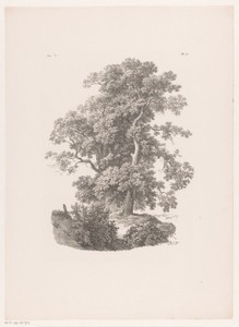 Twee bomen