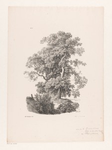 Twee bomen