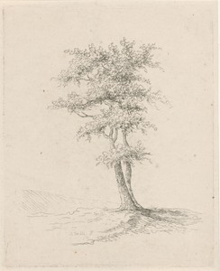Twee bomen