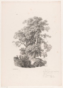 Twee bomen