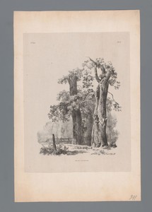 Twee bomen en een hek
