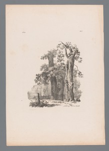 Twee bomen en een hek