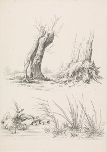 Twee bomen en een poel met waterplanten