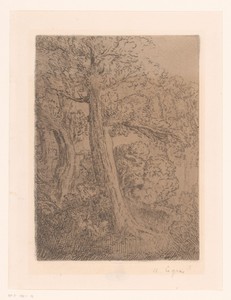 Twee bomen
