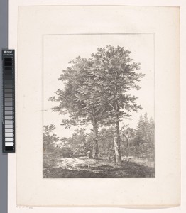 Twee bomen in een bos