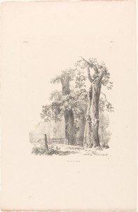 Twee bomen in een landschap