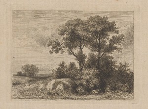Twee bomen in het struikgewas