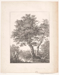 Twee bomen voor een hek