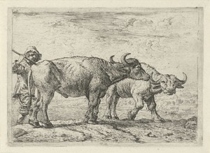 Twee buffels en een herder