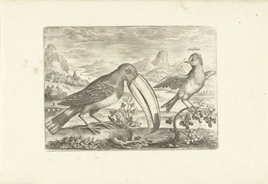 Twee exotische vogels in een landschap