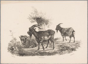 Twee geiten en een schaap bij een boom