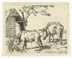 Twee grazende zwijnen