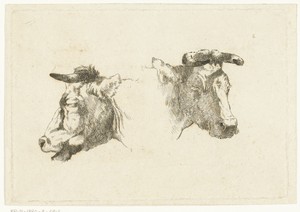 Twee hoofden van koeien