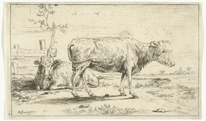 Twee kalveren