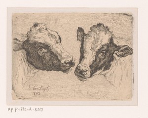 Twee kalverkoppen