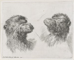 Twee kamelenkoppen