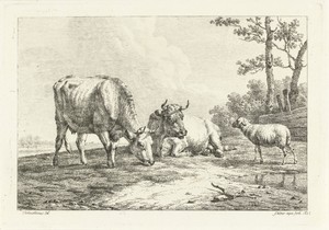 Twee koeien en een schaap