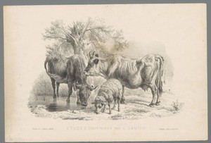 Twee koeien en een schaap bij een waterplas