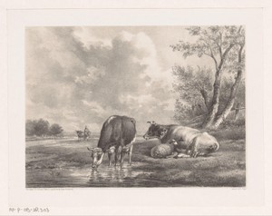 Twee koeien en schaap bij het water