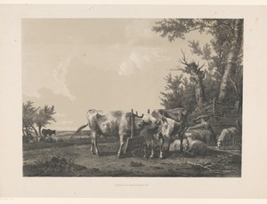 Twee koeien en vee in landschap