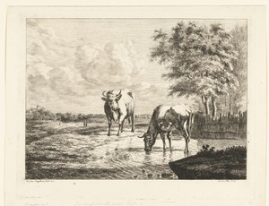 Twee koeien in een waterplas
