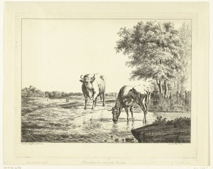 Twee koeien in een waterplas