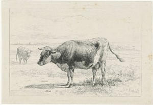 Twee koeien in een weide