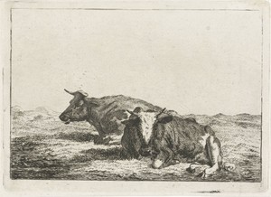 Twee koeien liggend in een weiland