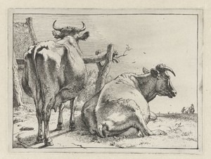 Twee koeien van achteren gezien