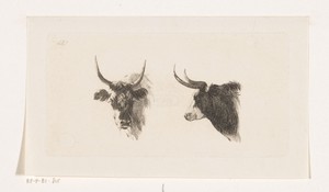 Twee koeienkoppen, de een en face de ander in zijaansicht